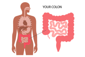 Colon Anatomy